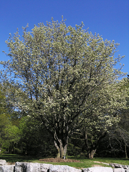 A mature  tree at the  Royal Botanical Gardens (Arboretum), Burlington, Ontario, Canada.